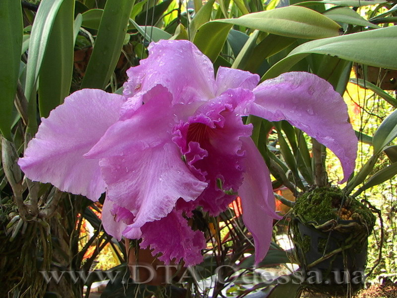 Thailand, Pattaya, Nong Nuch Thailand, Pattaya, Nong Nuch